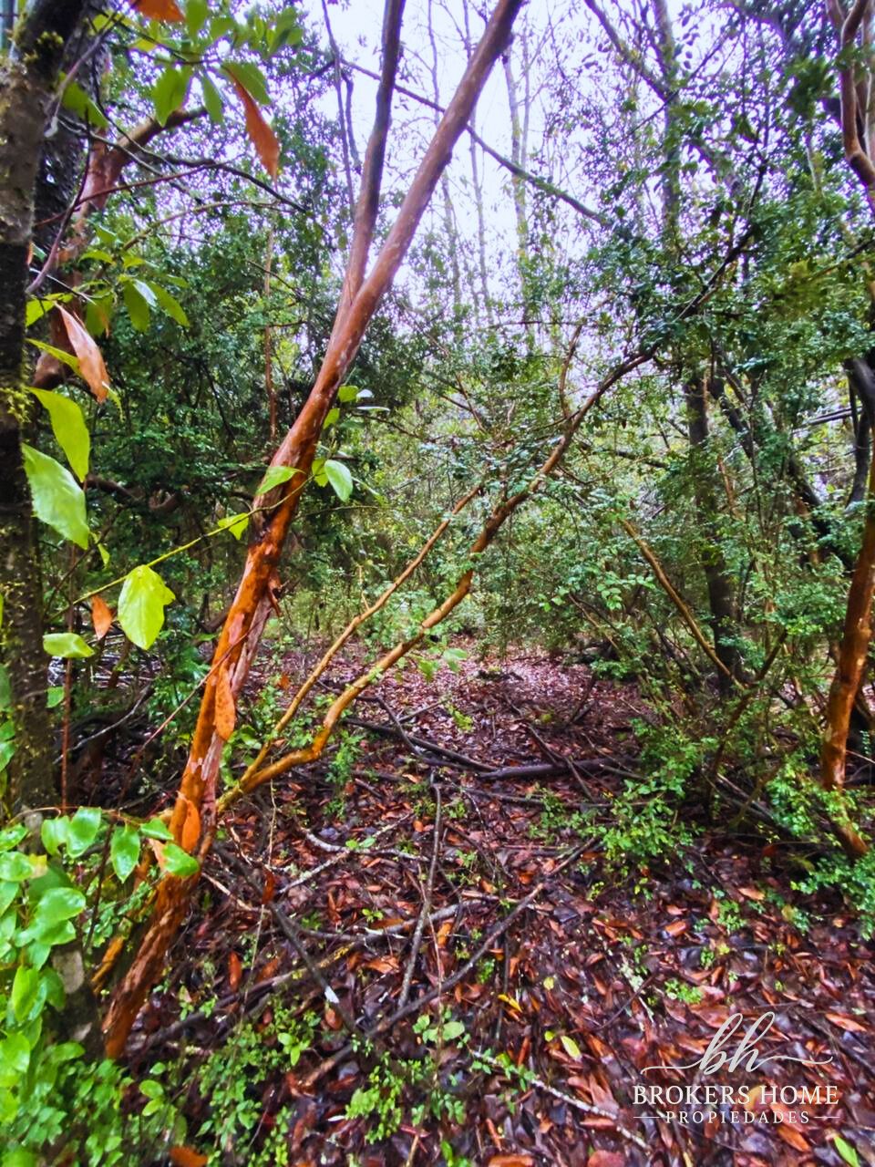Venta de Lotes sector Molco, Villarrica.